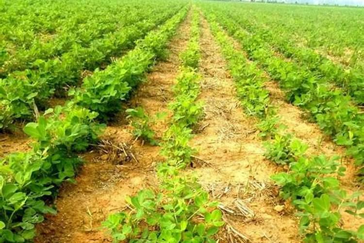 磷酸二氢钾怎样用