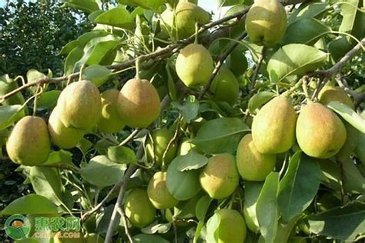 梨膨果期具体的时间施肥