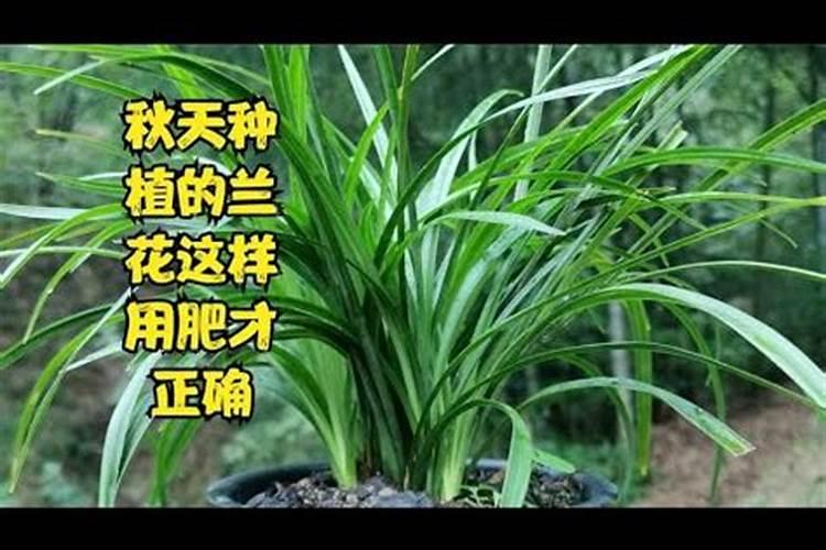 兰花秋季管理