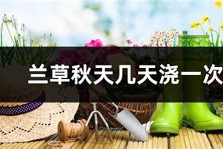 野生兰草花的养殖方法和注意事项是什么？