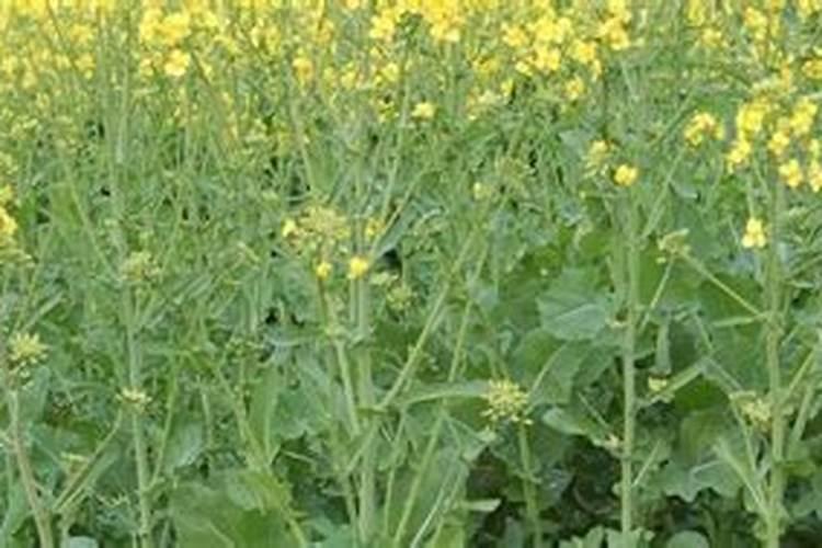 芸苔素喷施最佳时间