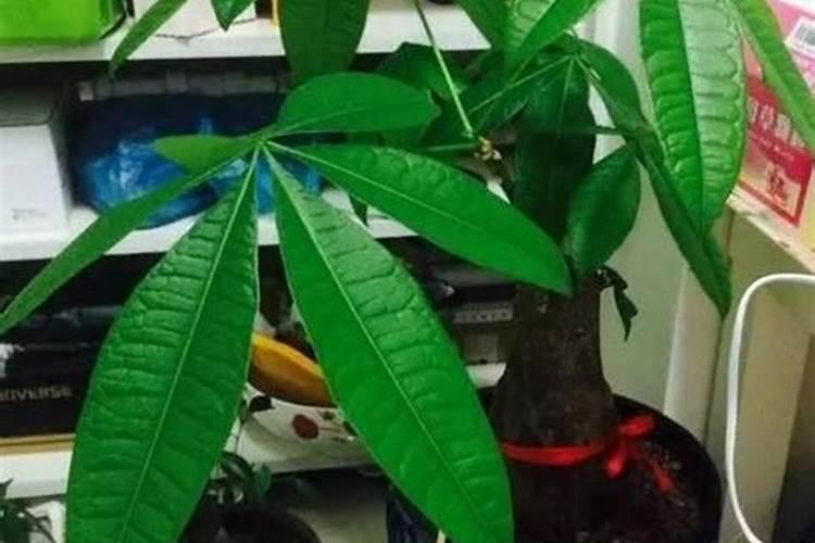 哪家海藻酸水溶肥好