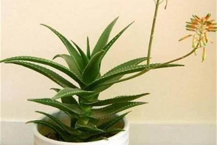 粉蕉的贮存方法