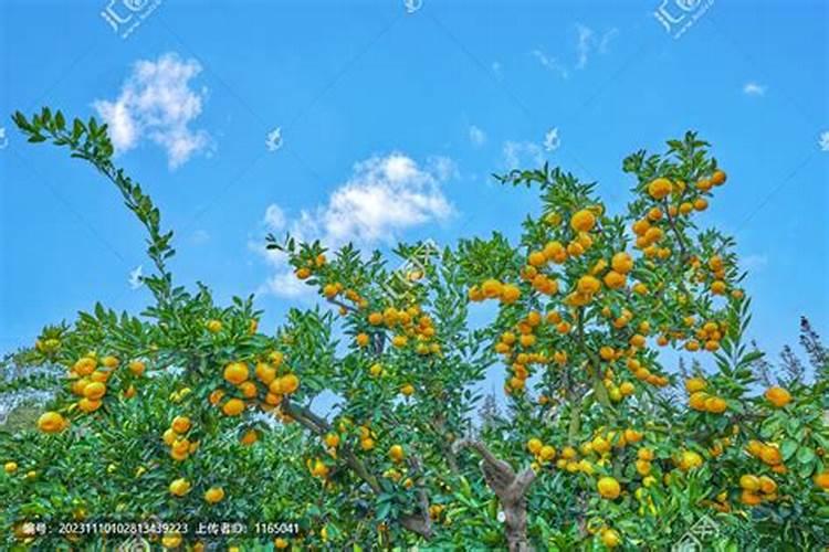 草坪需要什么肥料