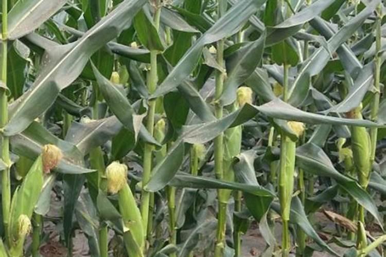 向日葵的施肥方法什么肥料好？