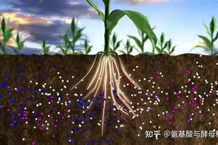 月季花可以用磷酸二氢钾肥吗(盆栽月季施什么肥最好)