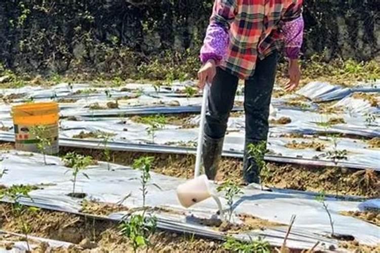 草坪施肥有哪些注意事项？