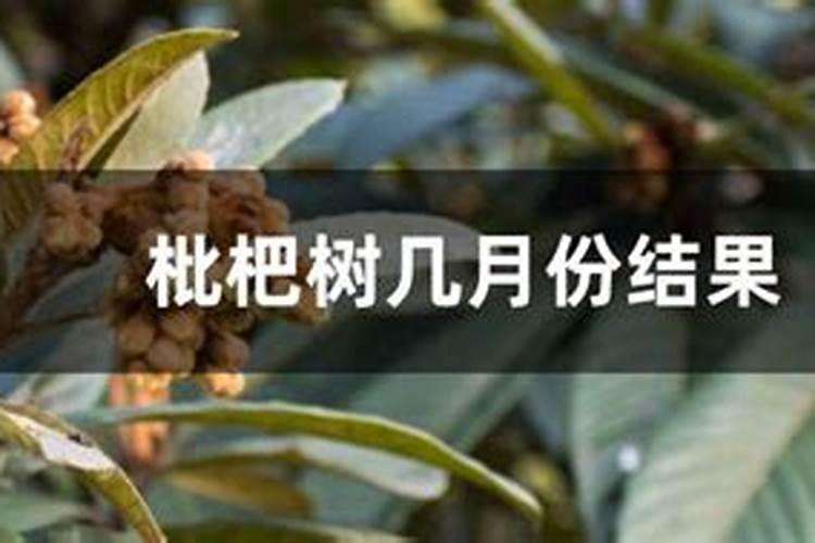 月季日常需要哪些肥料