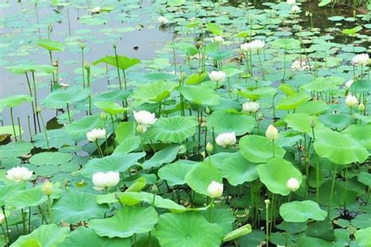 廊坊水果批发市场在什么位置