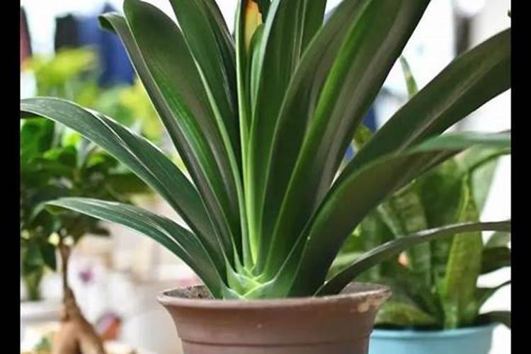 栀子花怎么施肥 怎么给栀子花施肥