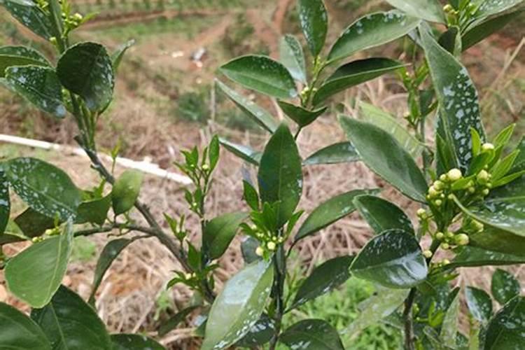 西红柿下面膨果,上面花期怎么施肥