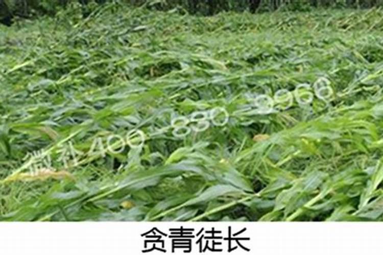 自制叶面肥经典配方