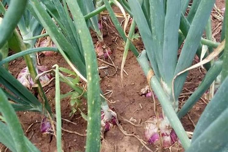 二铵和尿素做追肥,能一起用吗