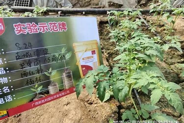 大棚蔬菜用滴灌一天中在什么时间段施肥最好？