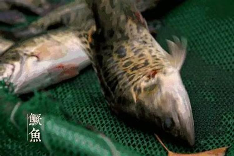 兰花如何施呋喃丹？主要是施用时期、用量和方式。