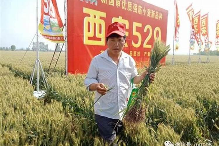 一亩地用多少硼肥