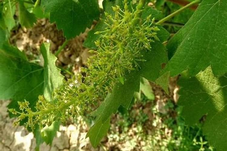 硼在植物体内的作用是什么？