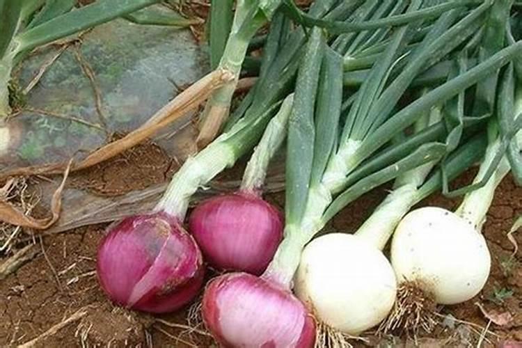 洋葱的种植方法有哪些 洋葱如何施肥