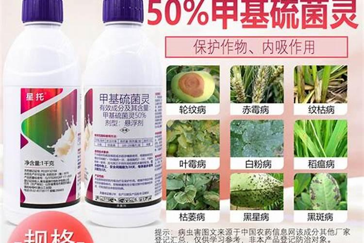 一斤柿子出多少醋