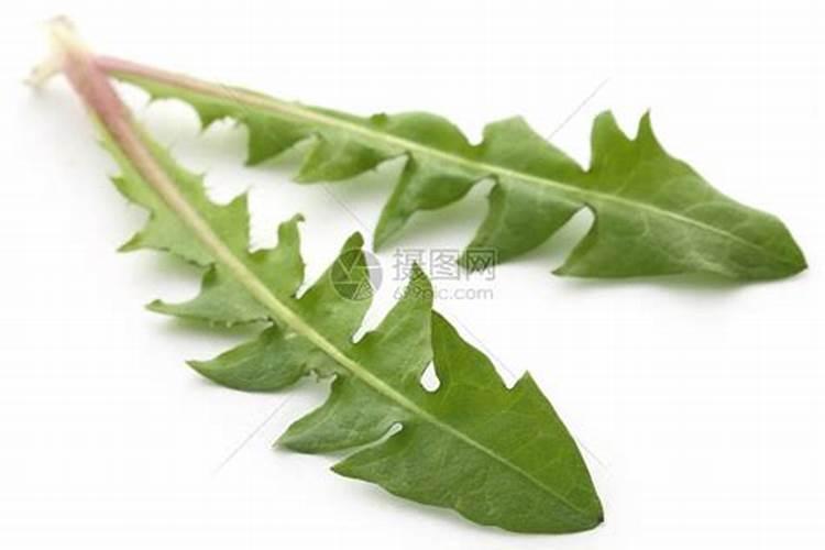 蒲公英是什么科,关于蒲公英的特点介绍