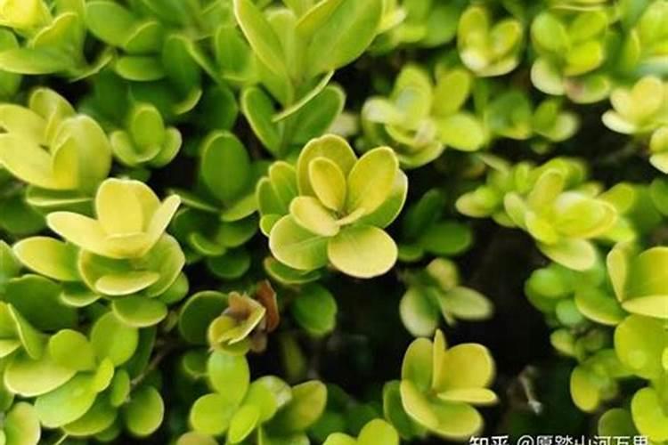 玉米施肥方法和用量 玉米怎么施肥能高产