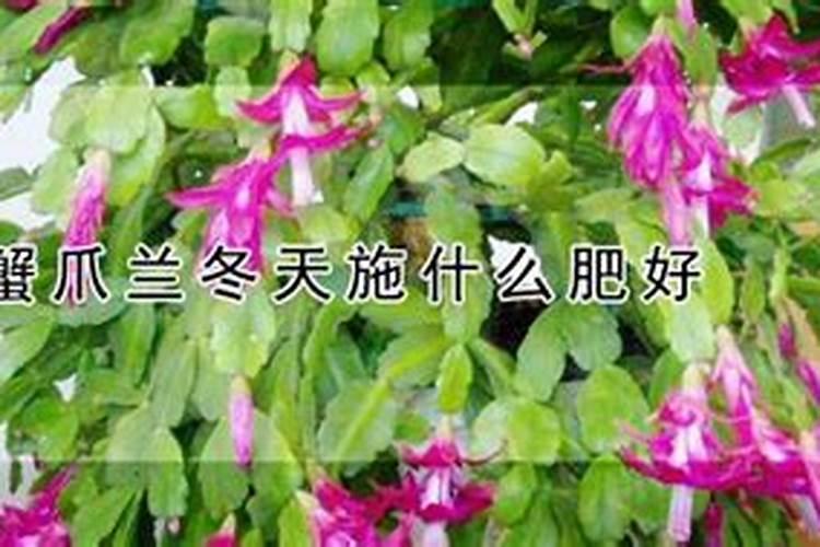 秋季怎么养蟹爪兰可以快速生长