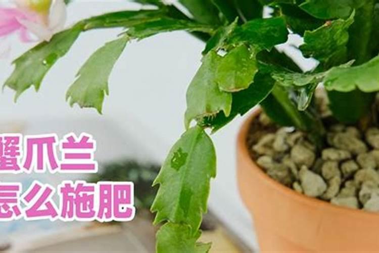 蟹爪兰如何施肥