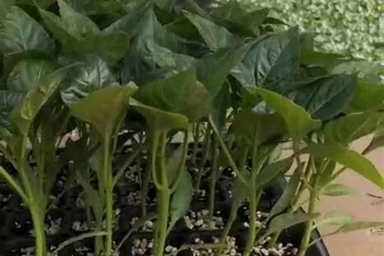 颗粒有机肥可以用水熔化了浇花吗