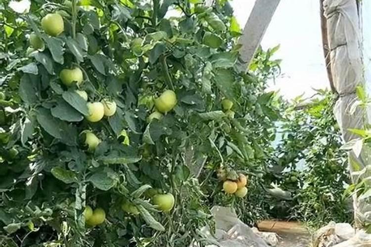 西红柿膨果肥用什么肥最好
