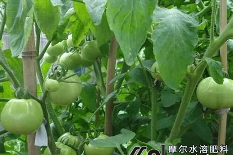西红柿什么时候浇膨果肥