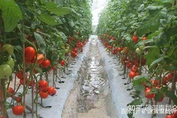 什么冲施肥对果实膨大最快