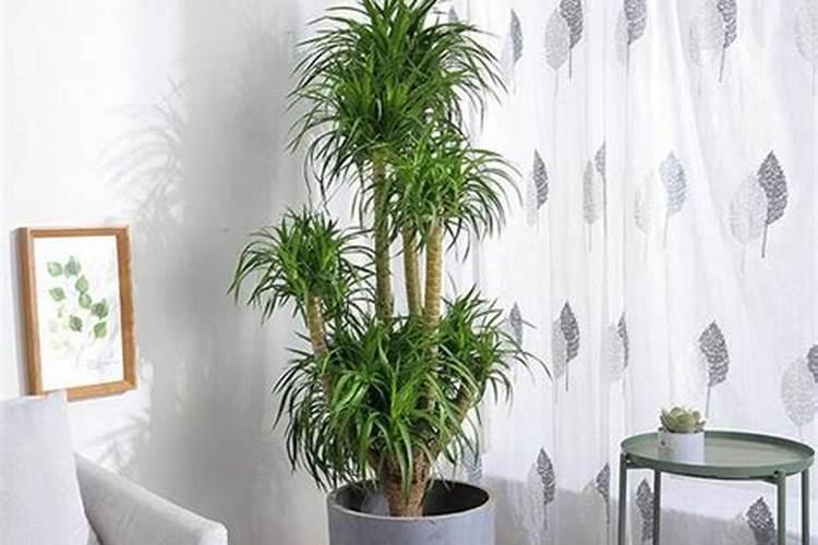 龙须树浇什么肥料合适