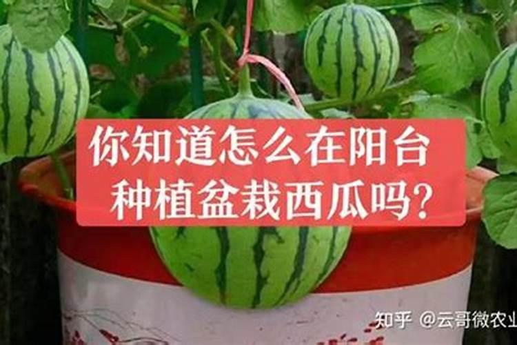 柚子开花期怎样施肥
