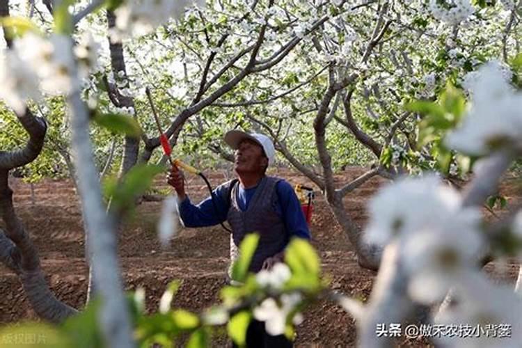 果树叶面肥什么时候喷比较好
