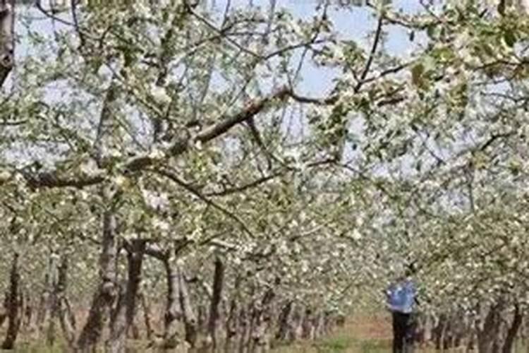 促进开花施什么肥料(果树促花用什么叶面肥好)