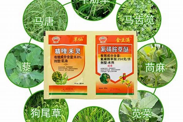 水稻分蘖期的田间管理