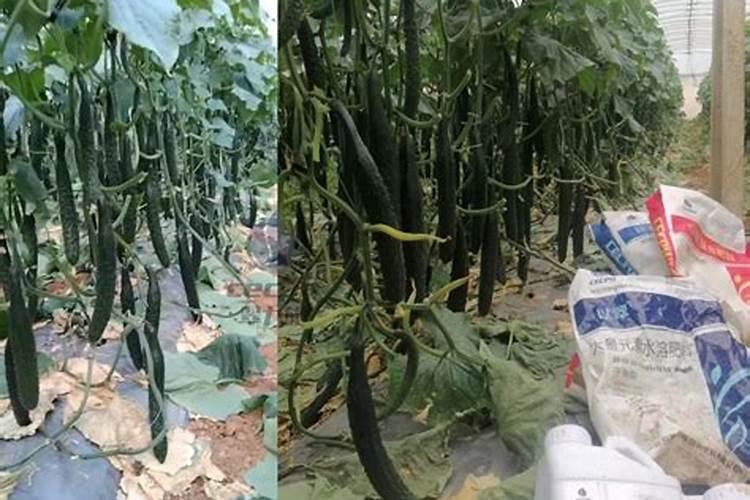 水稻分蘖期是什么时候？水稻分蘖期施什么肥好