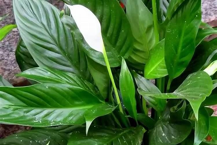 治疗葡萄白粉病可以加入芸苔素吗