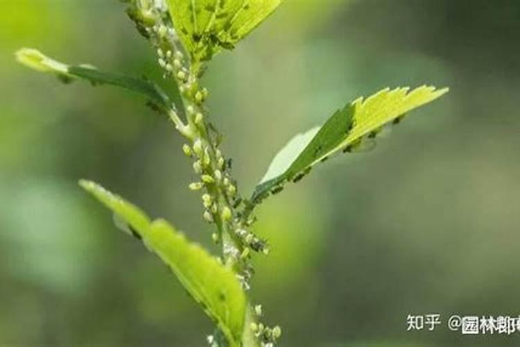 芸苔素使用技巧