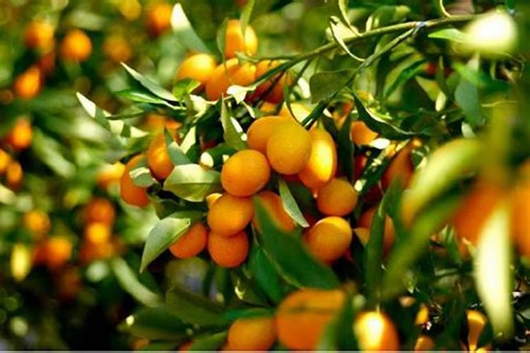 1斤水溶肥兑多少水