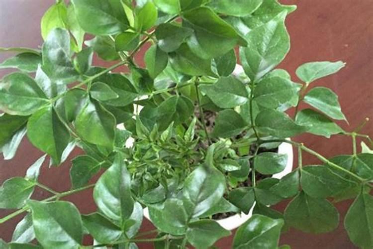 植物生长所需要的养料是由植物绿色的叶依靠什么提供