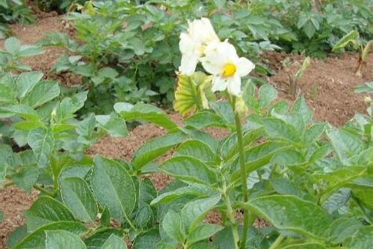 白菜用什么肥料长得好