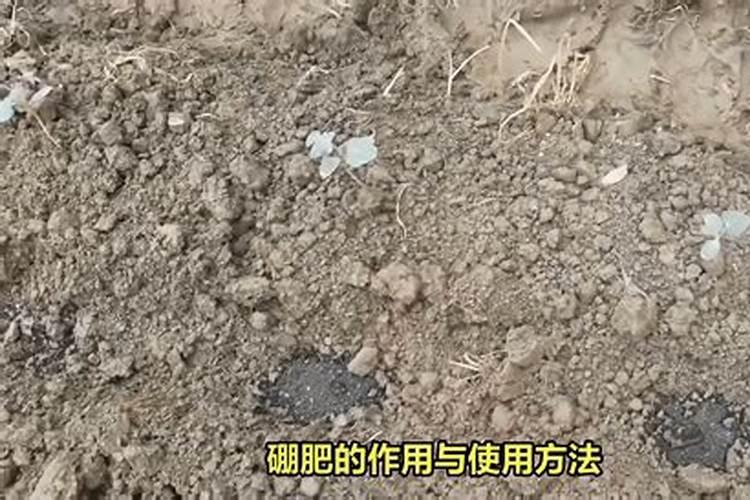 硼肥的功效与作用 硼肥的好处