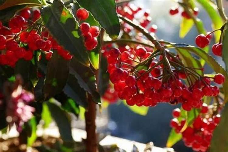 DIY怎么配置绿萝营养液,这样配置的效果不是一般的好