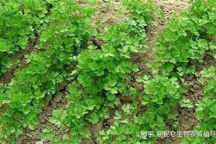 益施帮叶面肥可以打在香菜上吗