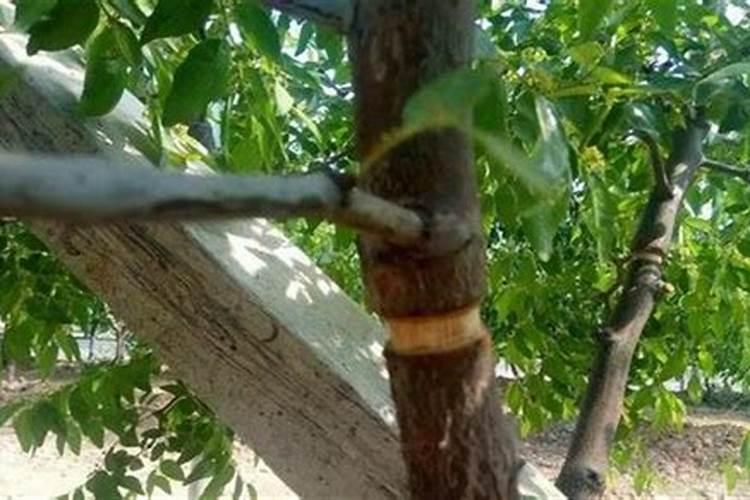 灰枣树环割后一个月树怎么那么黄？是割得早吗？