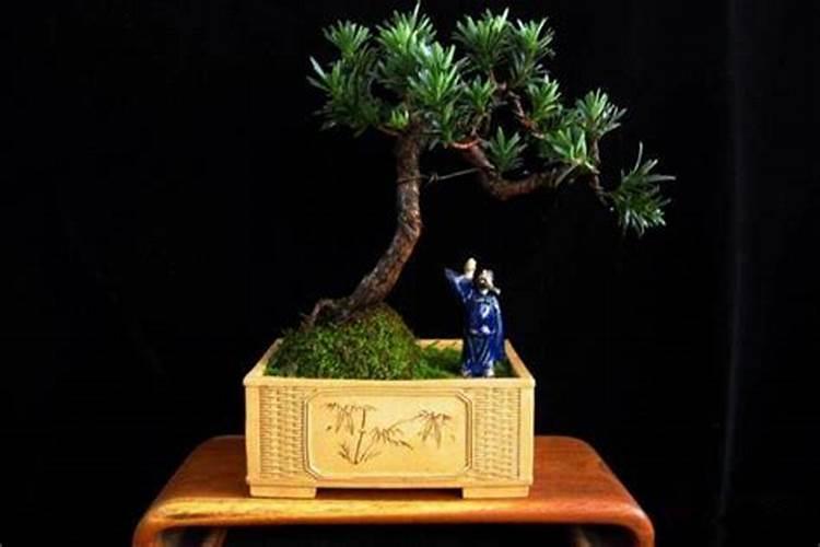 花生米可不可以做做肥料用呢