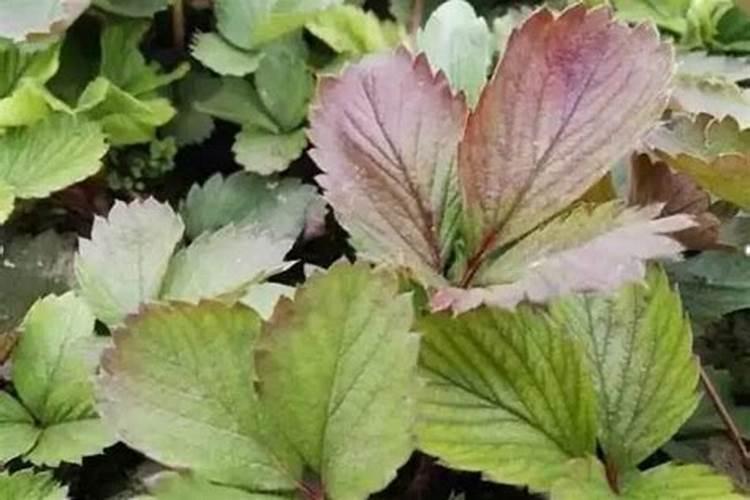 种红萝卜的时间和方法