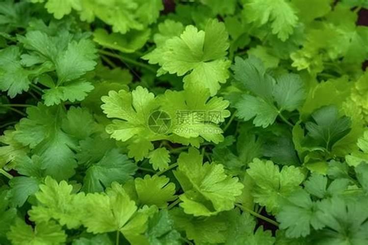 香菜喷什么叶面肥长得快 香菜喷什么叶面肥才能长得快