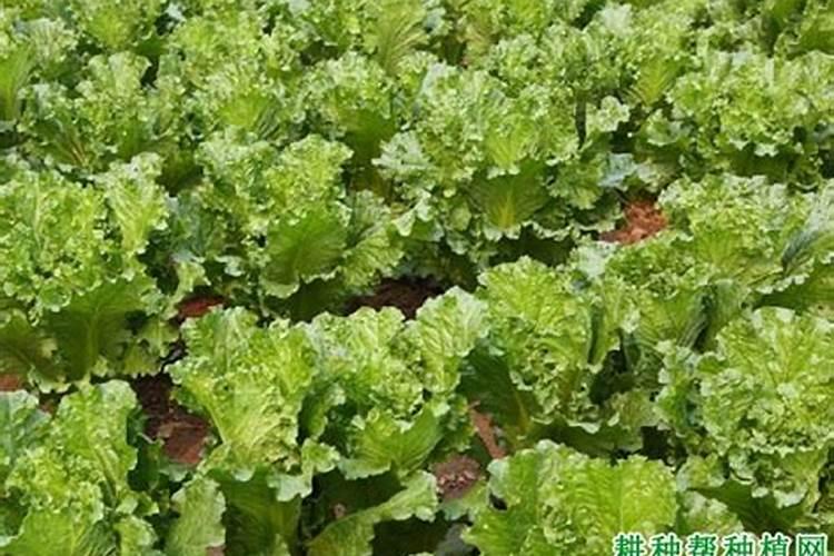 种植大白菜怎样施肥才产量高(种大白菜需要什么底肥)